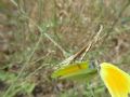 Empusa pennata